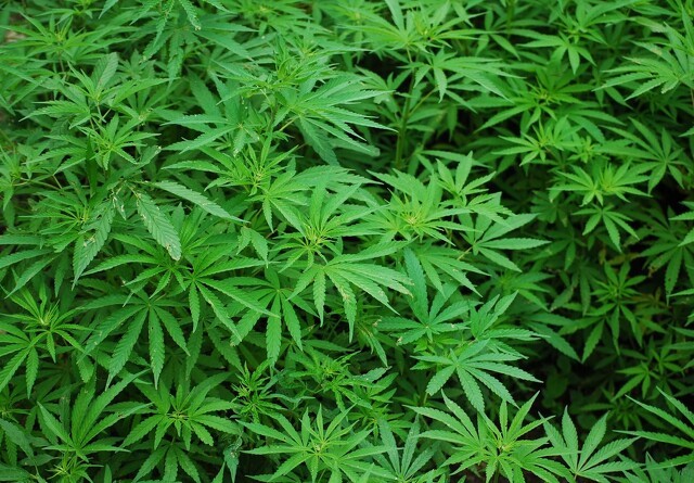 De første cannabisplanter er kommet til Fyn