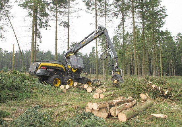 Forskere: Dansk biomasseafbrænding smadrer estiske skove