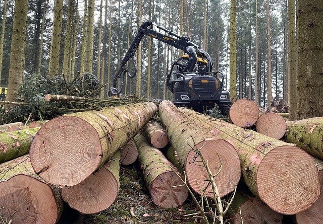 Skovforsker: Styrk skoven til fremtidens klimaudfordringer