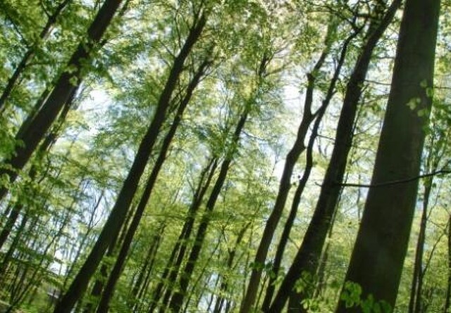30 millioner skal sætte gang i bæredygtig skovdrift