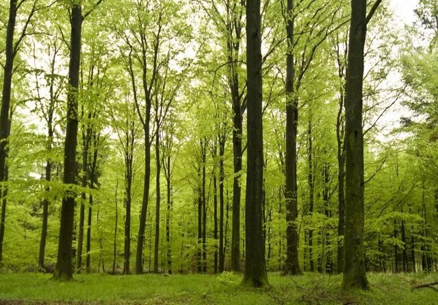 Millioner klar til flere skove