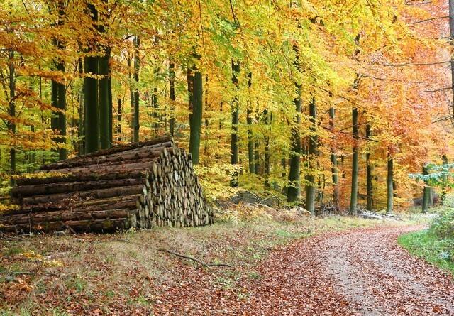 Ministeren ønsker dansk træ til energi