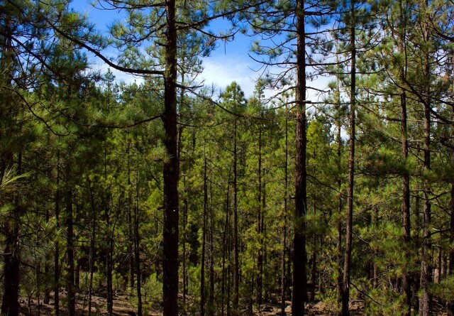 Skovbruget til kamp for biomasse