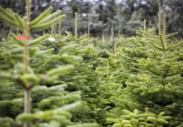 Svampesygdom i juletræer på retur