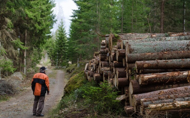 Udlicitering af skovdrift efterlader mange spørgsmål