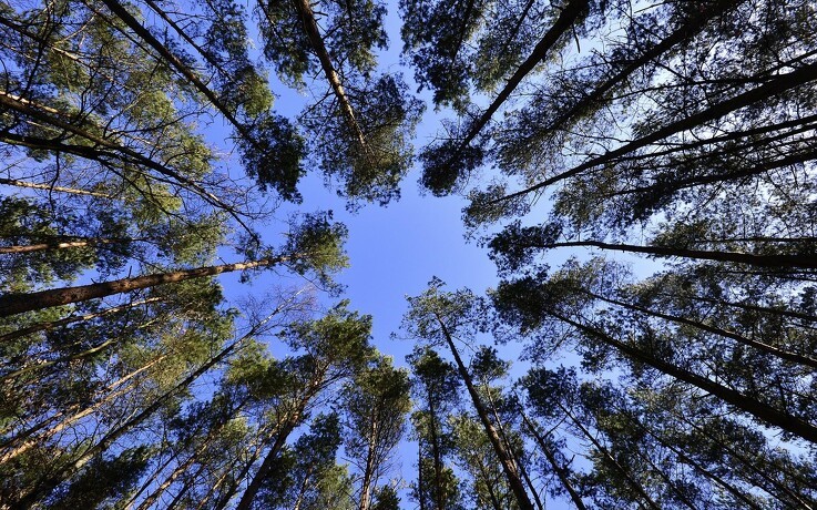 Ny hjemmeside samler viden om skovbrug