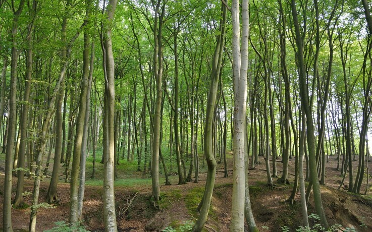 100 nye statsskove suger CO2 til sig