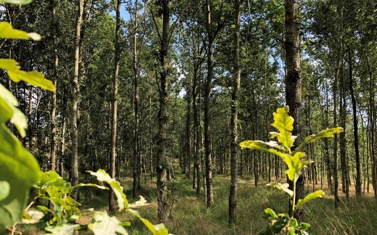Verdo overtager 39 hektar skov nær Randers