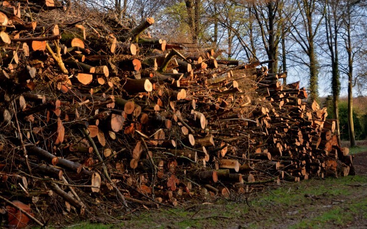 Dansk træ-direktør går en liga op