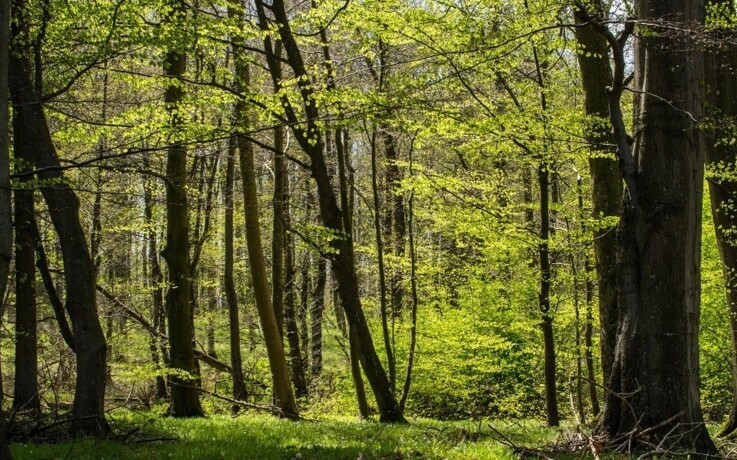 'Danmark planter træer' gav over 20 millioner kroner