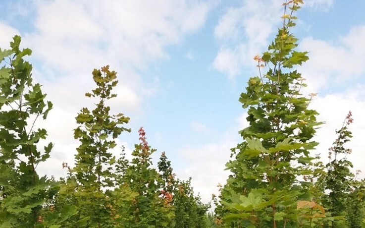 Nu plantes der træer i statens første folkeskove