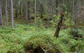 Masser af ny urørt skov på vej