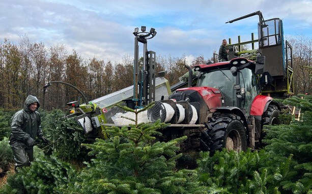 Mudder, regn og hårdt arbejde: Maskinstation har travlt med juletræerne