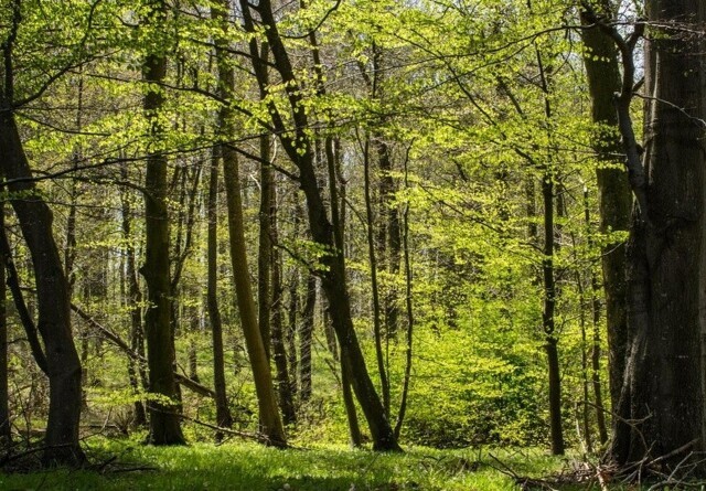 'Danmark planter træer' gav over 20 millioner kroner