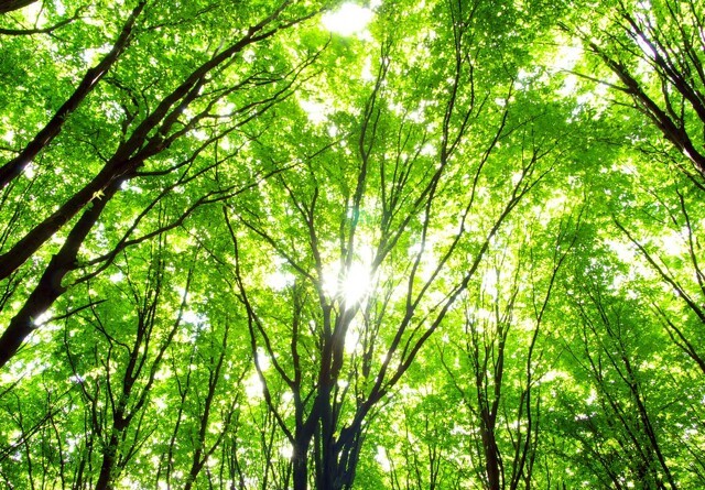 Ansøgningsrunden for skov med biodiversitetsformål er åben