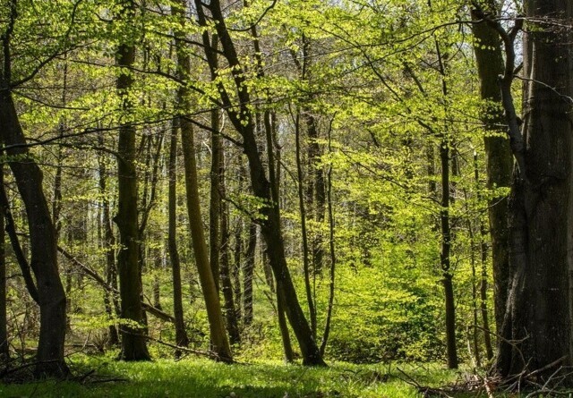 Åbent for EU-støtte til privat skovrejsning