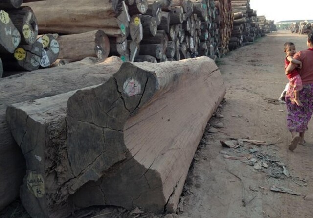 Jysk virksomhed dømt for ulovlig import af regnskovstræ