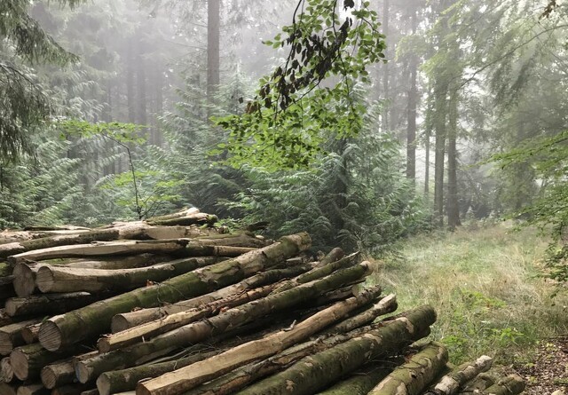 Træ nok i skoven til at stille byggeriets sult