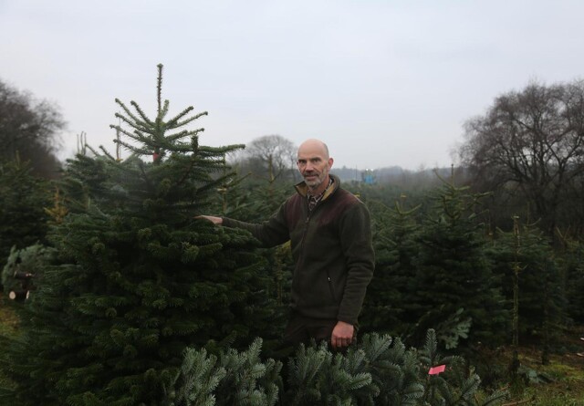 Forædlet dansk juletræsproduktion