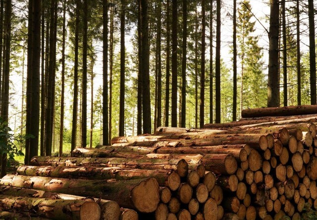 Europas skove vokser hurtigere end hugsten