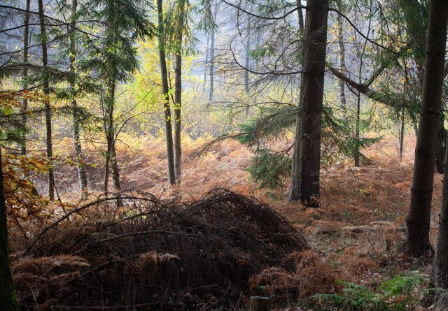Største danske skovområde nogensinde bliver nu til vild natur