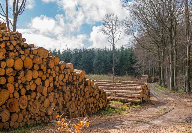 Tyveri af større mængde træ fra skov ved Horsens