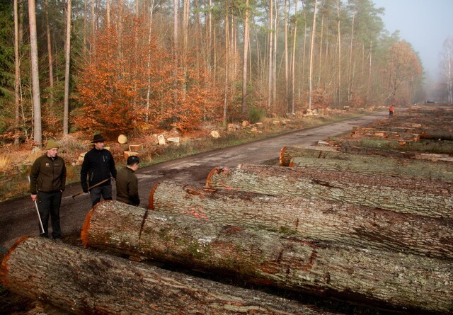 Træhandelsselskabet DSHwood lander for femte år i træk et rekordresultat