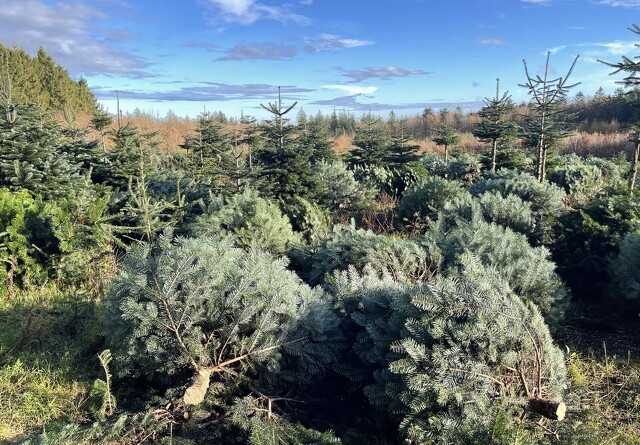 Skrappere krav og prispres fælder juletræsproduktion: Gods skifter skovstrategi