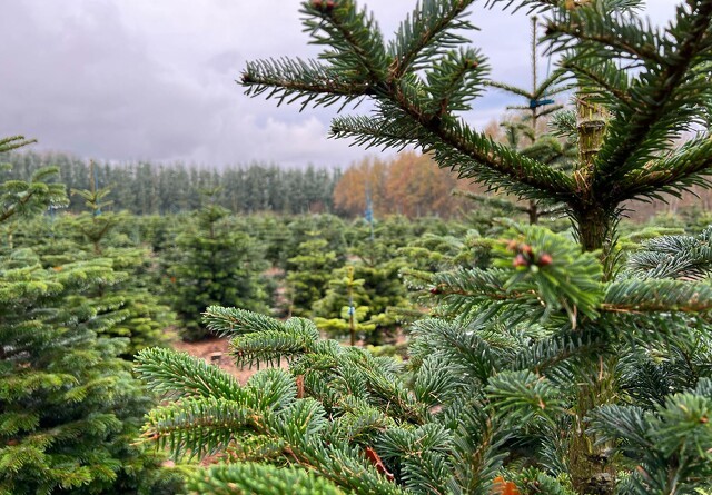 Lodsejer skal fælde juletræer, der står for tæt på å: Skoven imellem må dog godt blive