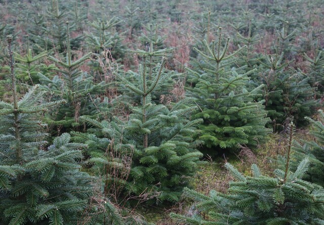 Ny støttemulighed: Omlæg din juletræsplantage til klimaskov