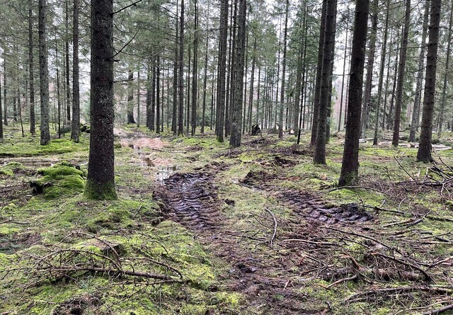 Kortere til målet: Danske skove optager mere CO2 end forventet
