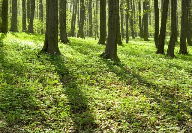 100 hektar skov skal beskytte grundvand