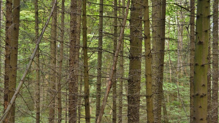 Dansk Skovforening advarer om stop af skovdrift på statens arealer