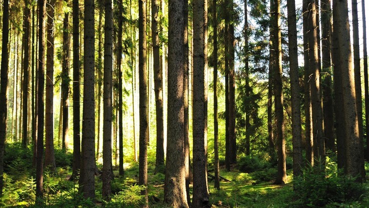 Skoven breder sig i Europa