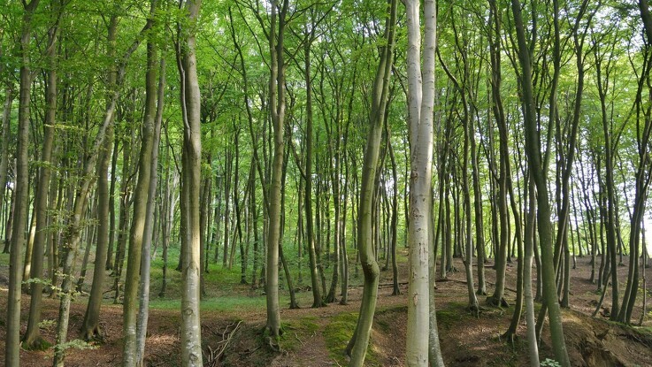 100 nye statsskove suger CO2 til sig