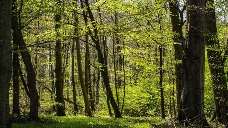 HedeDanmark: Energipolitik nedsætter skovenes CO2-sugeevne