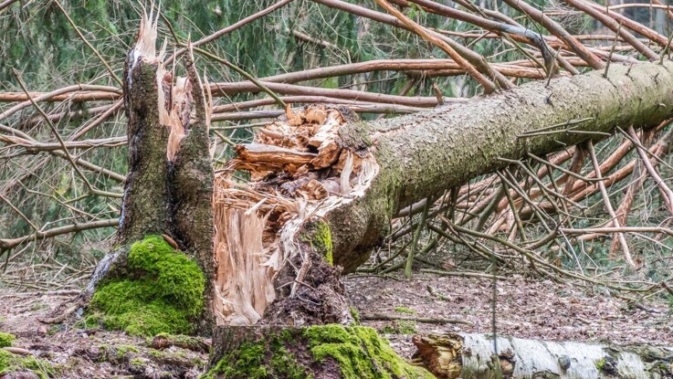3000 døde træer skal give tog-pendlere en naturoplevelse