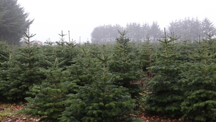 Danske Juletræer forbereder sig til en fremtid uden glyphosat