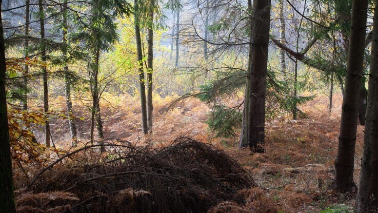 Største danske skovområde nogensinde bliver nu til vild natur