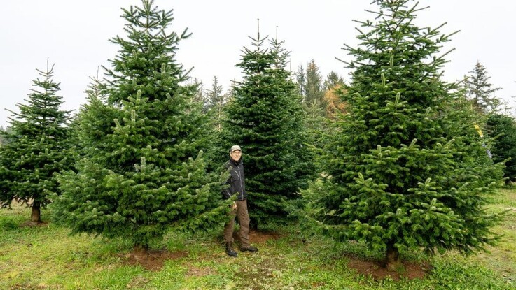 Mangel på arbejdskraft udfordrer juletræsbranchen