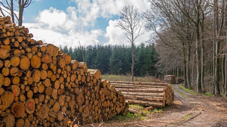 Tyveri af større mængde træ fra skov ved Horsens