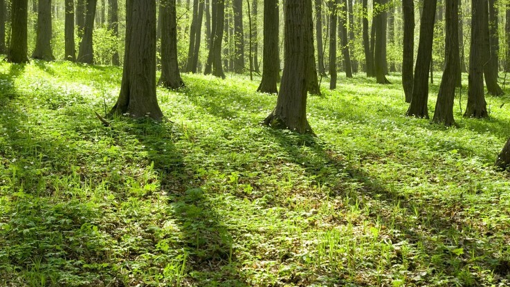 100 hektar skov skal beskytte grundvand