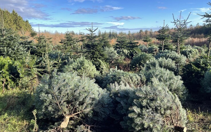 Skrappere krav og prispres fælder juletræsproduktion: Gods skifter skovstrategi