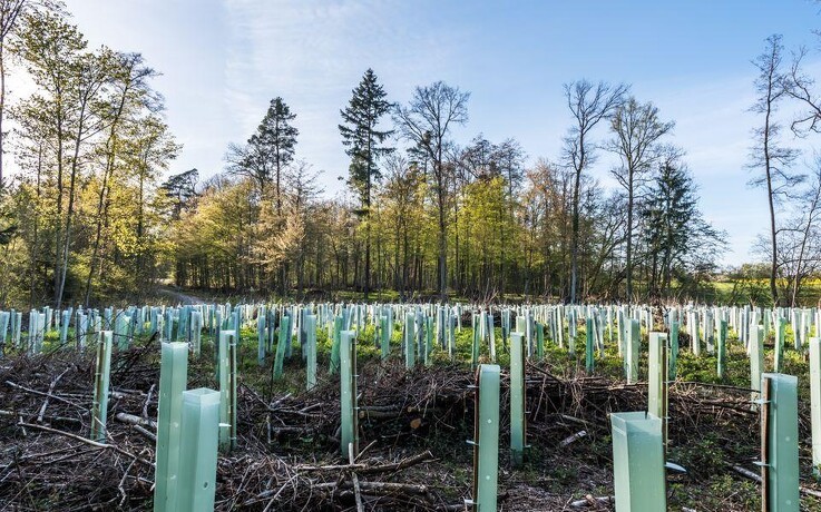 Menighedsråd og kommune går sammen om skovrejsningsprojekt